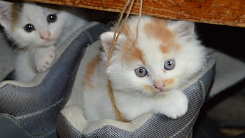 Kittens Cats Copuple, kitten, animals, cute, couple HD wallpaper