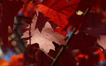 Autumn, Leaves, Macro, Maple HD wallpaper