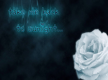 TAKE ME BACK TO SUNLIGHT, back, to, me, sunlight, take HD wallpaper