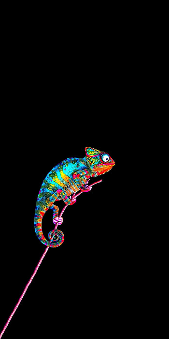 Chameleon, magenta, neon HD phone wallpaper