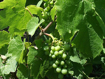 Green Grapes on the Vine, grape, leaves, green, vine HD wallpaper