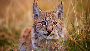 Red Lynx elegance, wildlife, Silent forest hunter, Breathtaking backdrop HD wallpaper