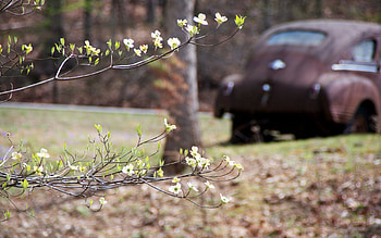 Nature, Flowers, Car, Blur, Smooth, Branch HD wallpaper