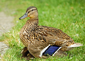 Animals, Grass, Feather, Bird, Duck HD wallpaper