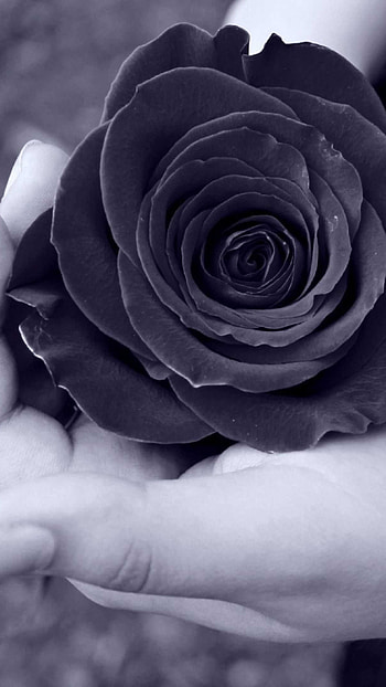 Black Rose, Black And White, Background HD phone wallpaper