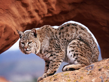 Animals, Stones, Iris, Predator, Gorge HD wallpaper
