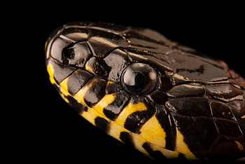Boiga snake, Joel Sartore, Wildlife grapher, Reptile portraits HD wallpaper