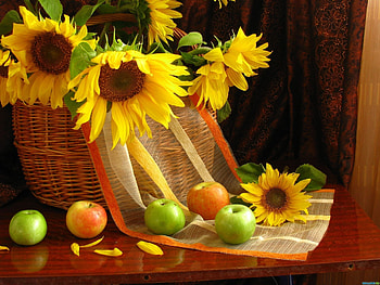 Flowers, Sunflowers, Leaves, Apples, Still Life, Table, Basket, Curtains HD wallpaper