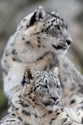Animals, Snow Leopard, Leopard, Predator, Big Cat, Wildlife HD phone wallpaper