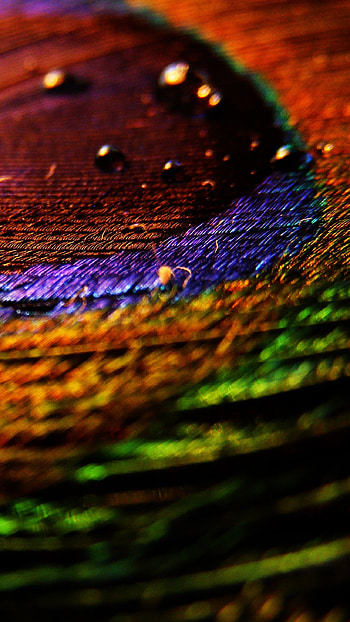 Peacock Feather, Artistic Nature, artistic, nature, feather HD phone wallpaper
