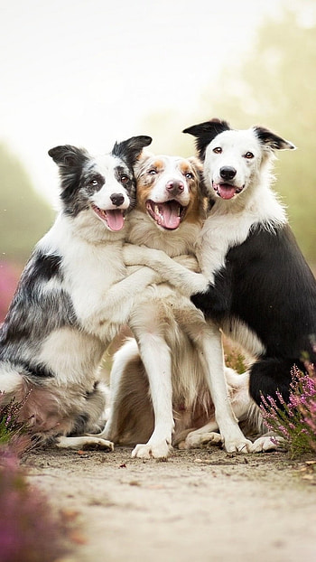 Friendship Day, Dog, Best Friends HD phone wallpaper
