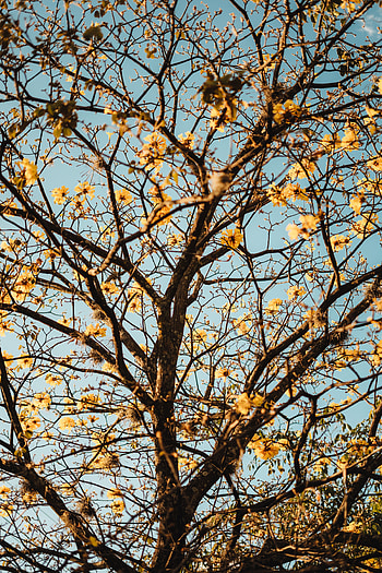Nature, Flowers, Wood, Tree, Branches, Bloom, Flowering HD phone wallpaper