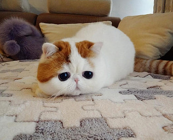 SHORT HAIRED KITTY, EYES, BIG, PERSIAN, CAT HD wallpaper
