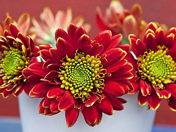Flowers, Chrysanthemum, Petals, Close-Up, Pot HD wallpaper
