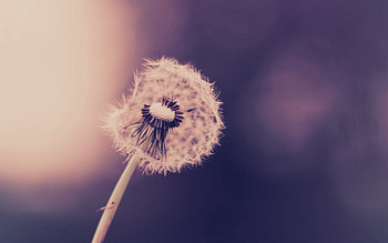 Grass, Plant, Macro, Stem, Stalk, Dandelion, Fluff, Fuzz HD wallpaper