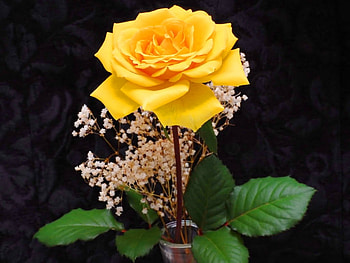 Plants, Flowers, Roses HD wallpaper