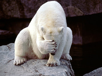 Animals, Bears HD wallpaper