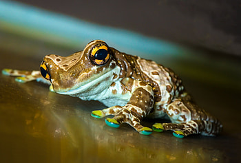 cute frog, animal, eyes, frog, ampibian HD wallpaper