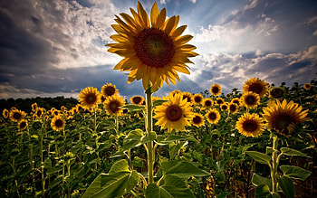 Plants, Sunflowers, Sky HD wallpaper