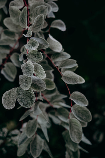 Plant, Macro, Branch, Leaflet HD phone wallpaper