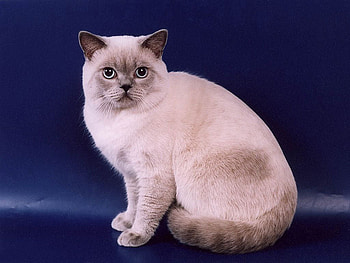 I am Mingo, animal, sweet, kitten, cat HD wallpaper