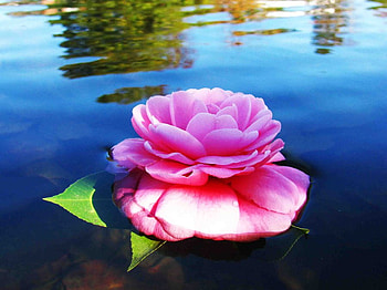 camellia, delecate, plants, soft, rose, pretty, petals, blossoms, nature, flowers, blooms, lovely HD wallpaper