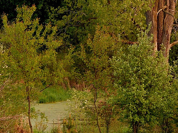 Forest, forests, nature HD wallpaper