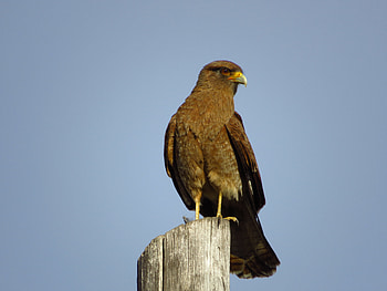 Animals, Bird, Predator, Eagle, Steppe Eagle HD wallpaper