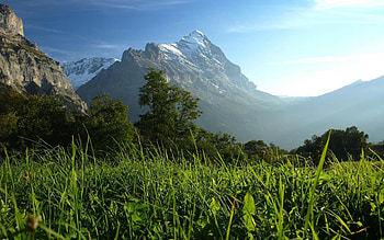 Mountain Meadow, trees, meadow, grass, mountains HD wallpaper