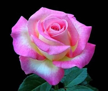 Rose, Pink, Flower, Pretty HD wallpaper