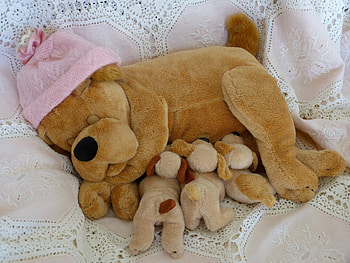 Miscellanea, Miscellaneous, Dog, Toy, Puppies, Beanie, Coif HD wallpaper