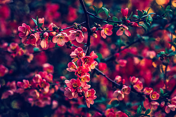 Red Pearls Flowers , flowers HD wallpaper