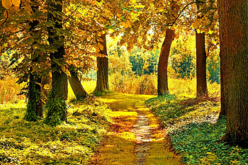 Forest Path, forests, beauty, dry, glade, autumn, trees, wilderness, nature, woodland, grove, creek, graphy, silva, brook, , timberland, timber, bed, fall, stream HD wallpaper