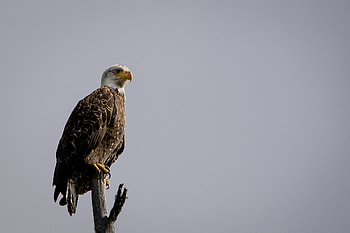 Animals, Bird, Sit, Branch, Predator, Eagle HD wallpaper