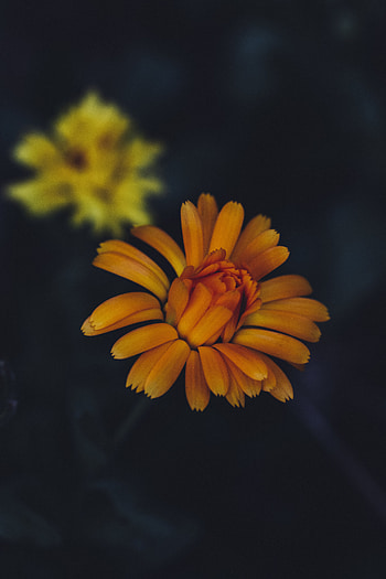 Flowers, Flower, Petals, Bloom, Flowering HD phone wallpaper