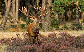 Animals, Flowers, Grass, Forest, Stroll, Deer HD wallpaper