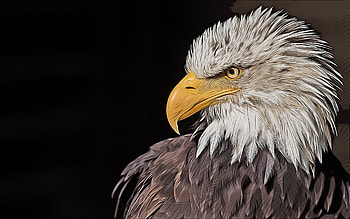 bald eagle, predator, , vector art, bald eagle drawing, creative art, bald eagle art, vector drawing, United States symbol, birds of prey HD wallpaper