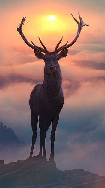 Reindeer, Animals, Wildlife, Reindeer HD phone wallpaper