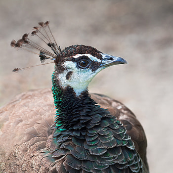 Peahen, peacock, muzzle, bird HD phone wallpaper