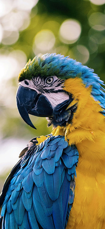 Artistic parrot , background, Vibrant artwork, High-definition HD phone wallpaper