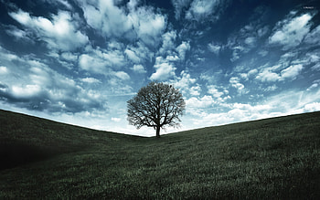 Lonely tree, Wide view, Mobile , Serene atmosphere HD wallpaper