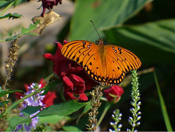 Butterfly, animal, leaves, flowers HD wallpaper