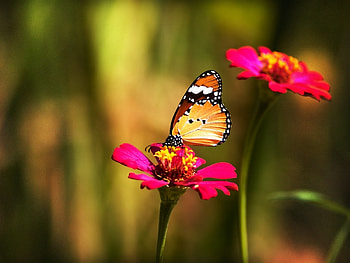 Butterflies, Flowers, Insects HD wallpaper