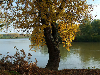 River, sky, forests, nature, rivers HD wallpaper