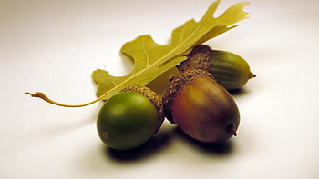 Leaf, Acorns HD wallpaper