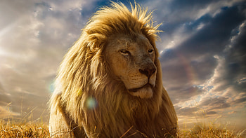 Lion King , lion, animals, forest, king, predator HD wallpaper