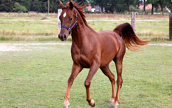 *** Horse ***, zwierzeta, zagroda, konie, kon HD wallpaper