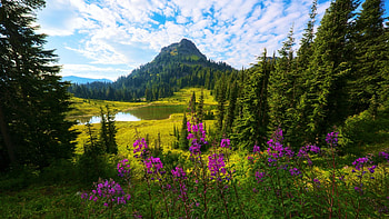 Tipsoo Lake, Washington, wildflowers, landscape, trees, clouds, flowers, sky, mountain, usa, blossoms HD wallpaper