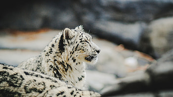 Zoo relaxed snow leopard, Predator , U HD wallpaper