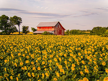 Sunflowers, Farms HD wallpaper